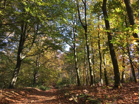 Fallen leaves 
