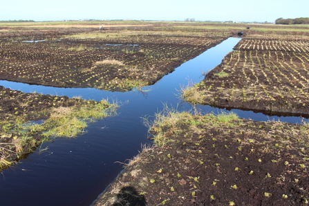 Irrigation ditches surrounded by areas of sphagnum moss