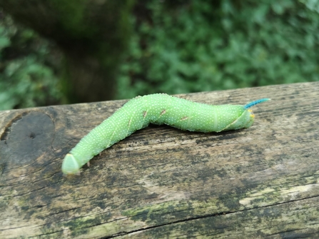 A lime hawkmoth caterpillar resting on a tree trunk at Heysham Nature Reserve