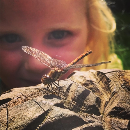 Little Dragonfly