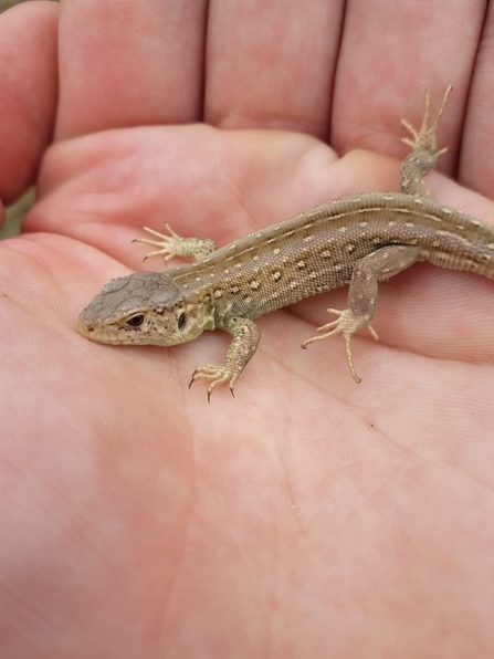 A young sand lizard sat on someone's hand during the Lancashire Wildlife Trust reintroduction
