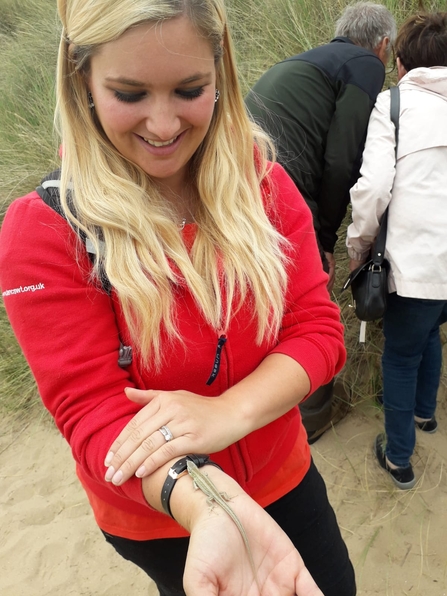 A Lancashire Wildlife Trust Project Officer holding a sand lizard ready for release onto the Fylde dunes