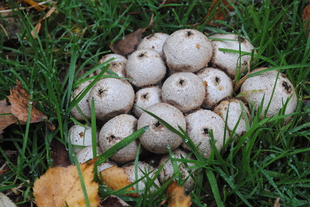 A group of puffball mushrooms growing amongst grass