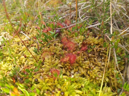 Red round leaved sundew amongst green sphagnum moss at Winmarleigh Moss