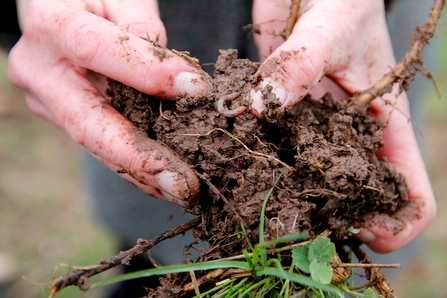 Healthy soil with earthworms 