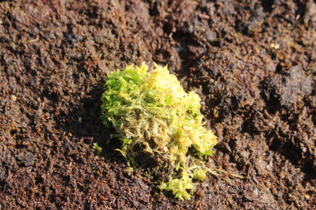 Green sphagnum moss plug against brown peat