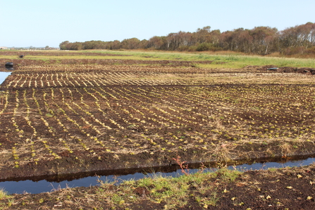 Thousands of plugs of green sphagnum moss planted in rows