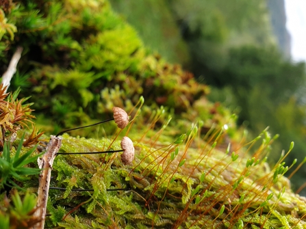 Moss by Tanglewest