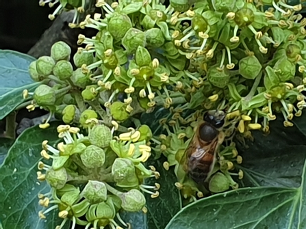 Bee feeding on green ivy