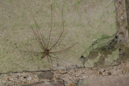 A cellar spider resting on a stone wall