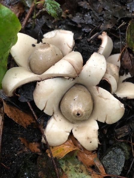 A group of collared earthstar fungi in the leaf litter at Mere Sands Wood nature reserve