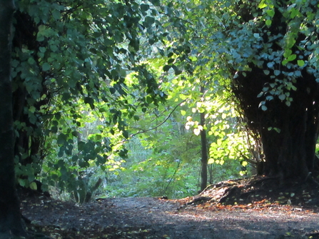 Fox Hill Bank
