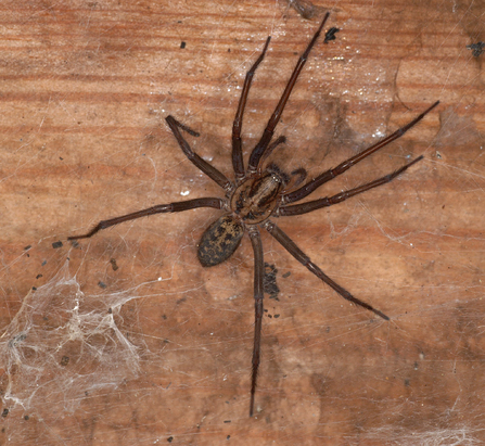 A species of house spider standing on wood