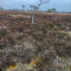 Golden bog moss forms a splash of yellow at Winmarleigh Moss SSSI