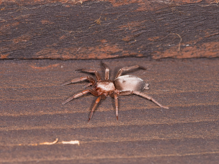 A mouse spider standing on dark wood