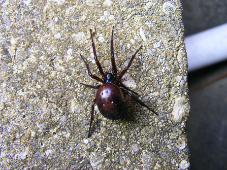 A noble false widow spider resting on a stone wall