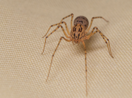 Close-up of a spitting spider standing on white material