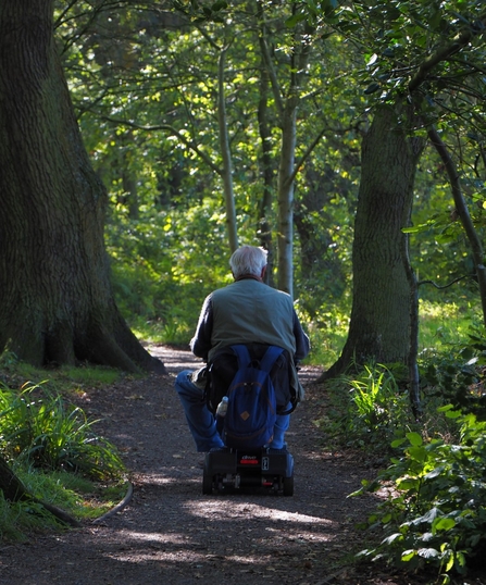 Woodland Path