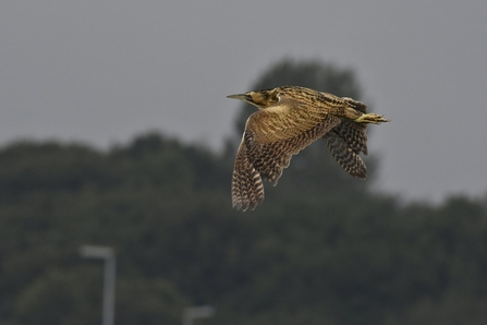 A bittern flying past distant trees at Brockholes Nature Reserve in Preston