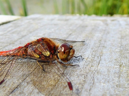 A common darter dragonfly basking in sunshine on a wooden boardwalk