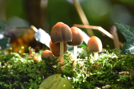 Fungi 