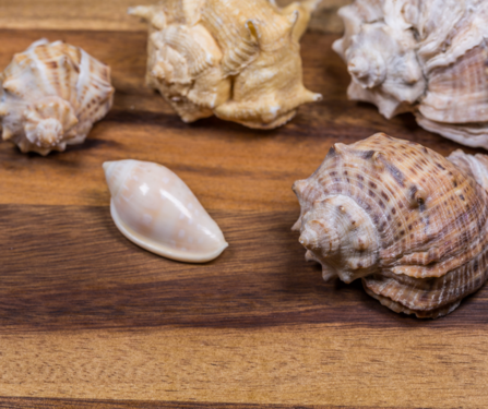 Shells