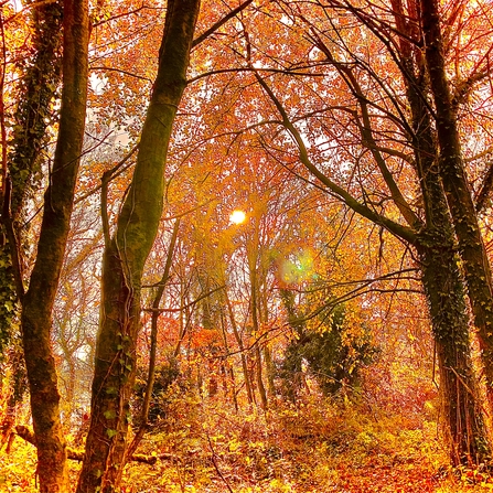 Autumnal afternoon 