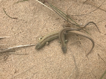 Sand lizards