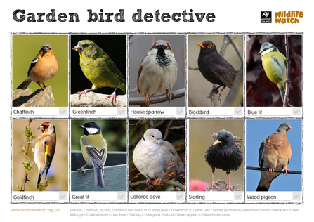 Garden birds spotter sheet