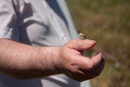 A large heath butterfly perching on the hand of a Lancashire Wildlife Trust reserve manager