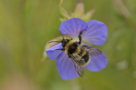 Garden bumblebee