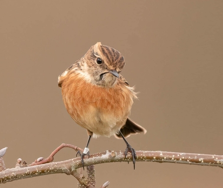 A female stonechat standing on a tree branch at Brockholes Nature Reserve in Preston