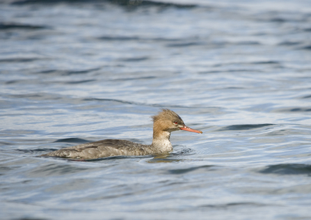 A female red-breasted merganser swimming through water