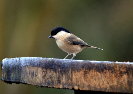 A willow tit standing on top of a frosty bird table