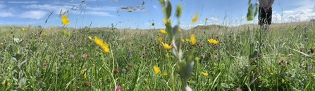 Fylde Sand Dunes