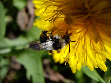 An ashy mining bee feeding from a dandelion