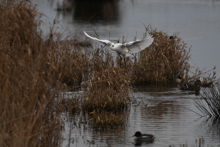 A bright white cattle egret flying into land in the reeds at Lunt Meadows. A male teal duck swims in the foreground.