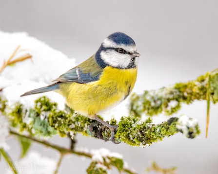 Blue tit by Rishton River 