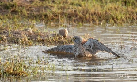 A kestrel flapping its wings as it bathes in a muddy puddle