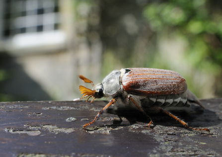 An adult cockchafer beetle walking across painted wood