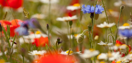Wildflowers by Paul Hobson