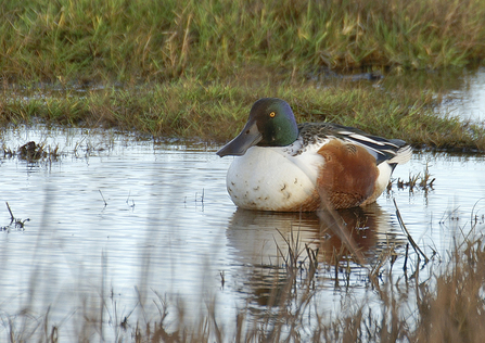 A male shoveler sitting in a pool of water