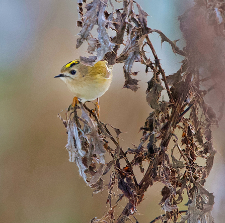 Goldcrest in Clitheroe