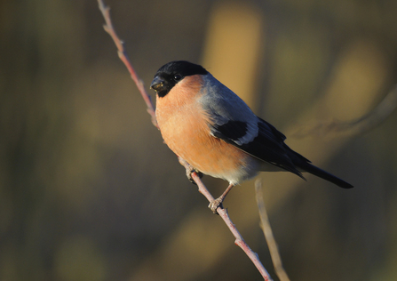A male bullfinch perched on a twig with bird food around its bill