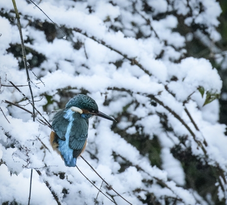 Kingfisher on The Leeds and Liverpool Canal 