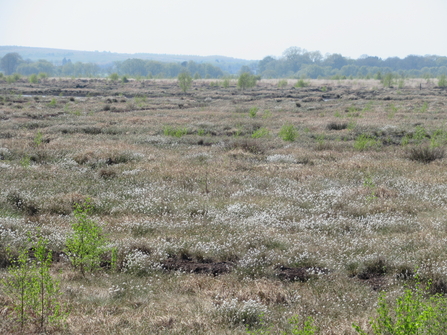 White cotton grass against brown and green background vegetation