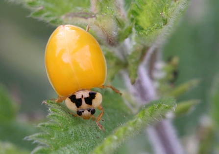 A newly emerged harlequin ladybird with no spots walking across nettle leaves