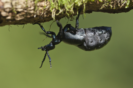 A black oil beetle standing upside down on the underside of a twig