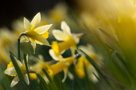 Daffodils (c) Ross Hoddinott/2020VISION