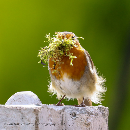 Robin
